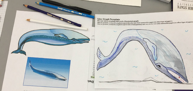 A whale drawing in a student workbook