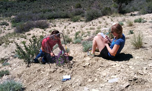 Collecting data for clay Phacelia project
