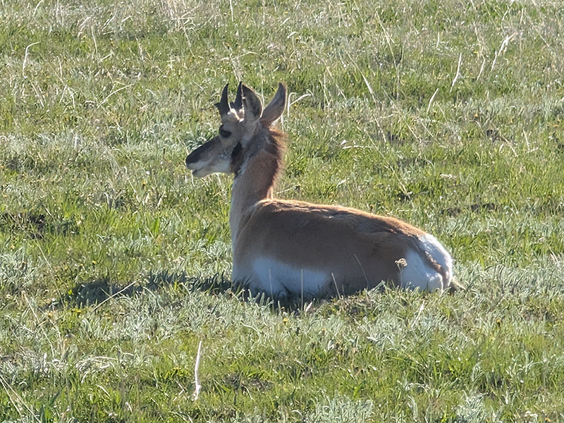 Students in Yellowstone landscape