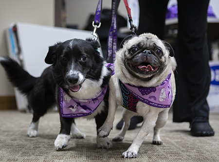Two dogs in purple bandanas