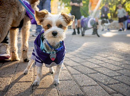 A small Yorkie puppy looking into the camera wearing a purple sweater.