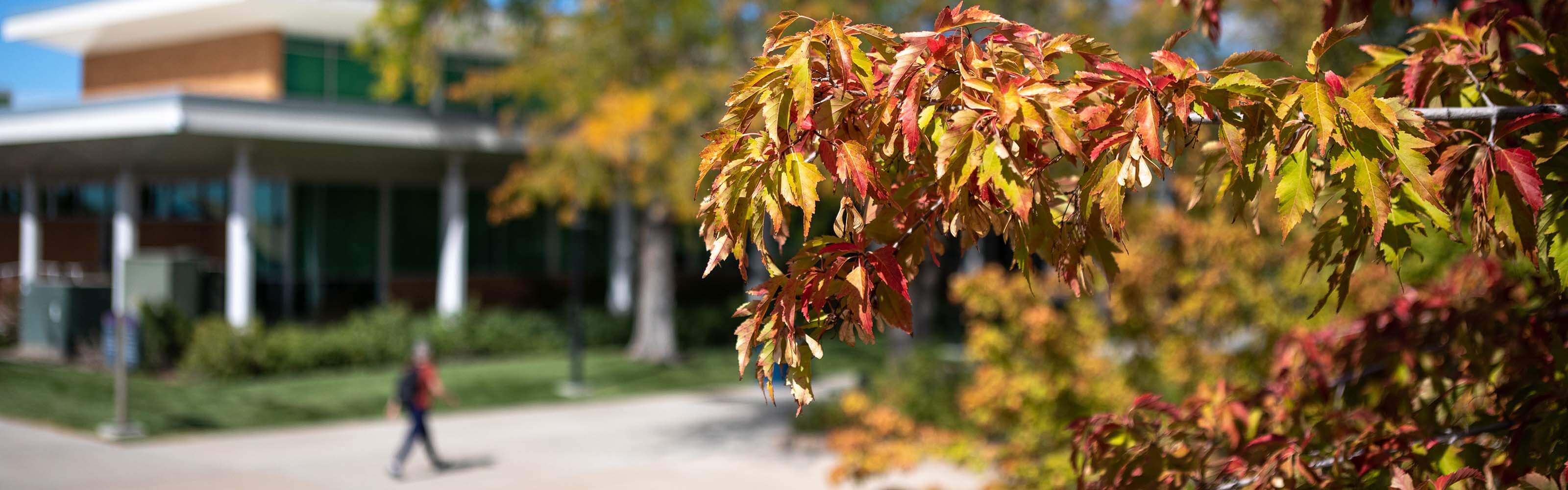 Fall leaves on WSU Campus