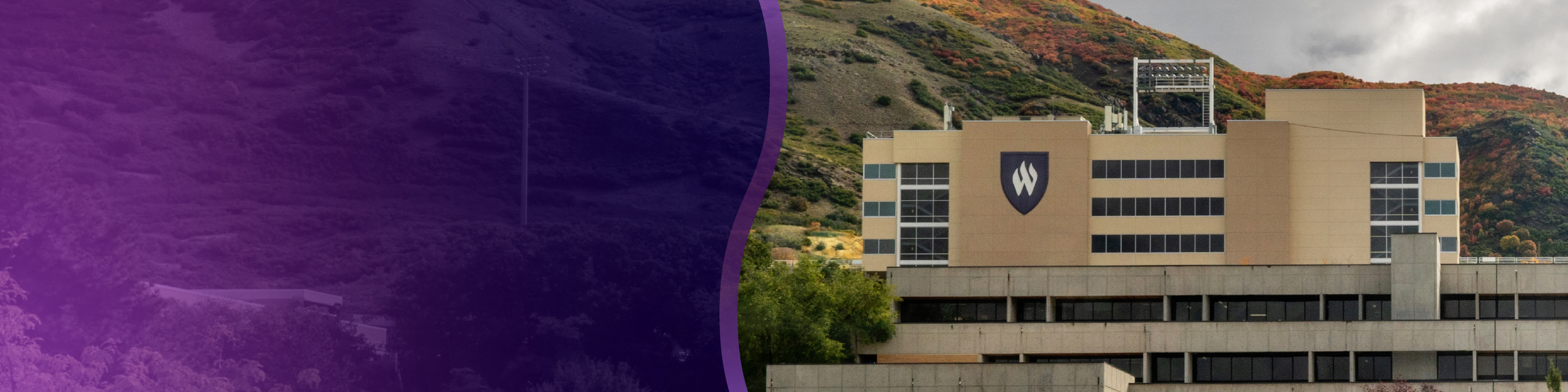 Ducks and geese on WSU campus.