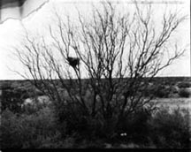 photo of birdnest in bare tree. 