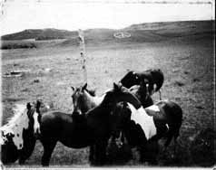 Photo of horses and a plow.