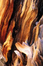 Bristlecone pine heartwood, Wheeler Peak, Great Basin National Park, Nevada, 1994