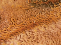 Martian Morel, Lower Geyser Basin