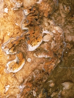 Oyster Inferno, Midway Geyser Basin