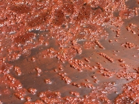 Red Pox Eruption, Mud Volcano Area