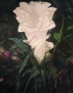 Gardenia, acrylic on canvas, 42" x 56"