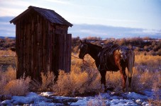outhouse with a horse tied to it